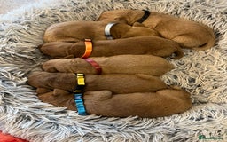 Labrador Retriever dogs for sale: KC Registered Fox Red Labrador puppies - Image 1