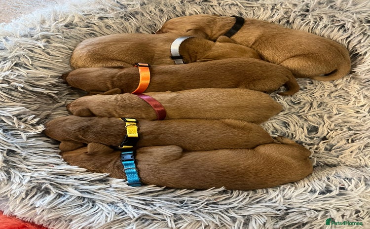 Labrador Retriever dogs for sale - Advert 1