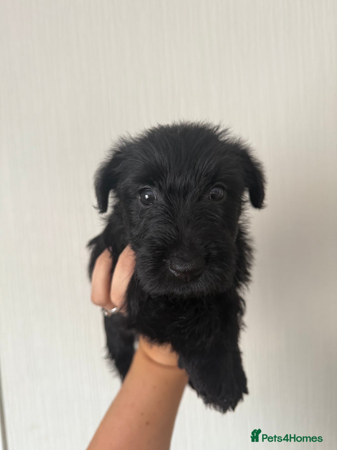 Scottish Terrier dogs for sale: Quality KC Scottish Terrier Pups  - Image 1