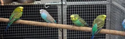 Budgerigars birds for sale: Young blackwing and other budgies  - Advert 4