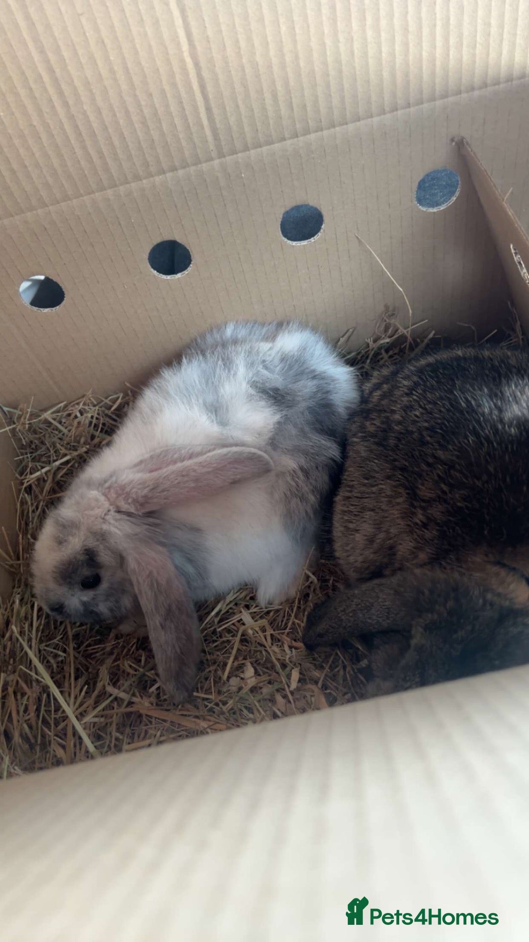 Mixed Breed rabbits 2 male baby bunnies  - Advert 1