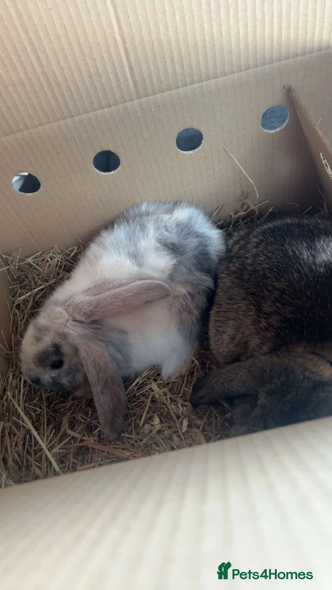 Mixed Breed rabbits for sale: 2 male baby bunnies  in Harrogate - Advert 1