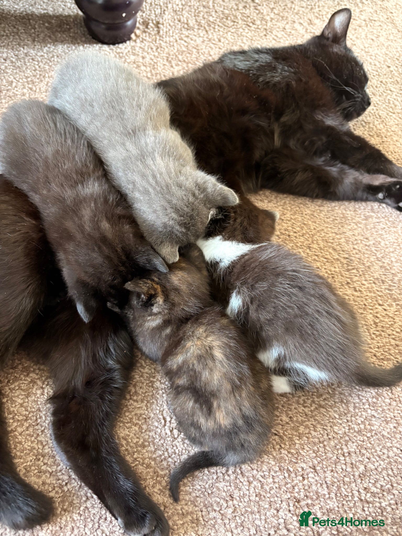 Mixed Breed cats 4 Beautiful Kittens Looking for Loving Homes - Advert 1