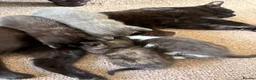 Mixed Breed cats for sale: 4 Beautiful Kittens Looking for Loving Homes - Advert 1