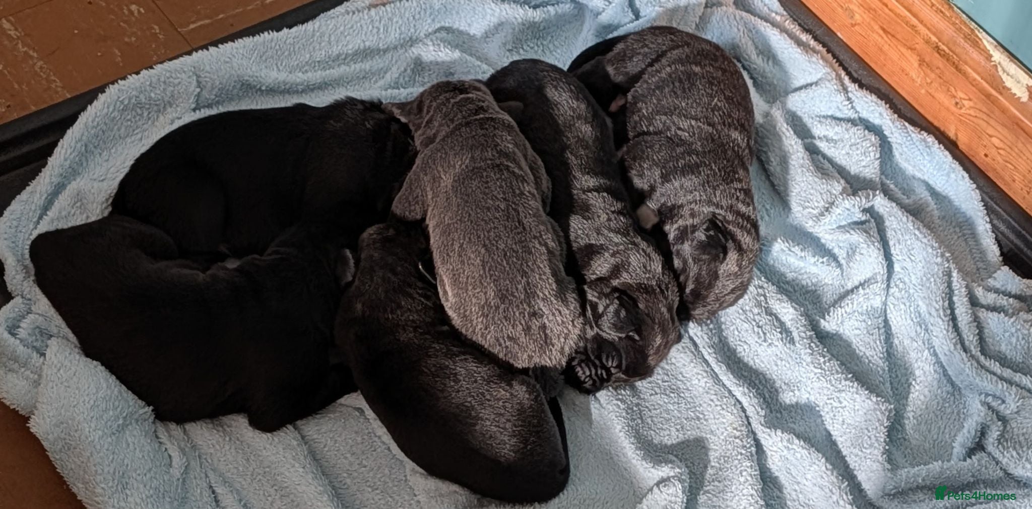 Cane Corso dogs Beautiful Purebred Cane corso puppies - Advert 15