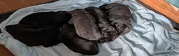 Cane Corso dogs for sale: Cane corso puppies - Advert 3