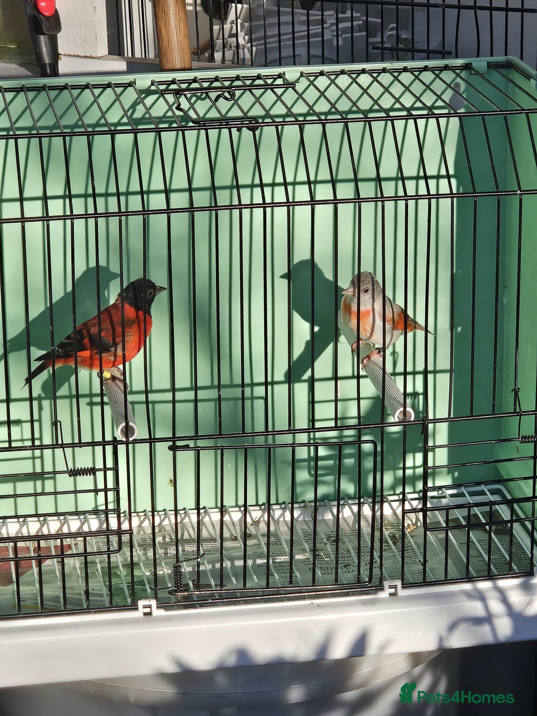 Finches birds for sale: Red Siskin Pair for Sale  - Advert 1