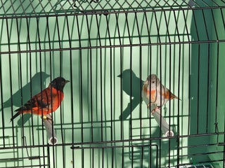 Finches birds Red Siskin Pair for Sale - Advert 1