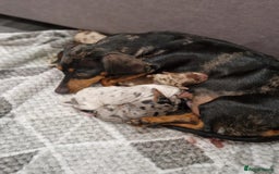 Miniature Dachshund dogs for sale:  Adorable Miniature Dachshund Puppies - Image 2