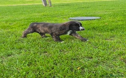 Mixed Breed dogs for sale: St Bernard Cross Puppies - Image 4