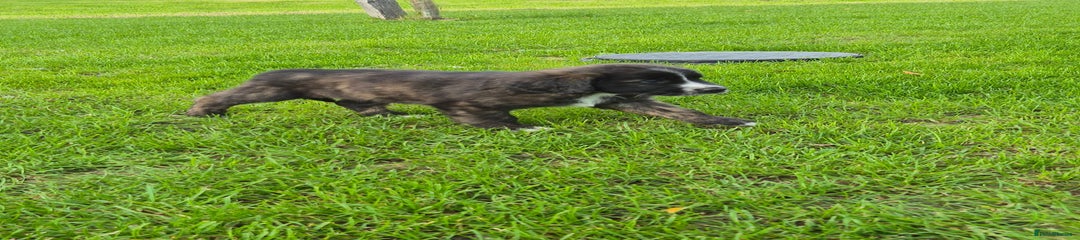 Mixed Breed Puppy 5