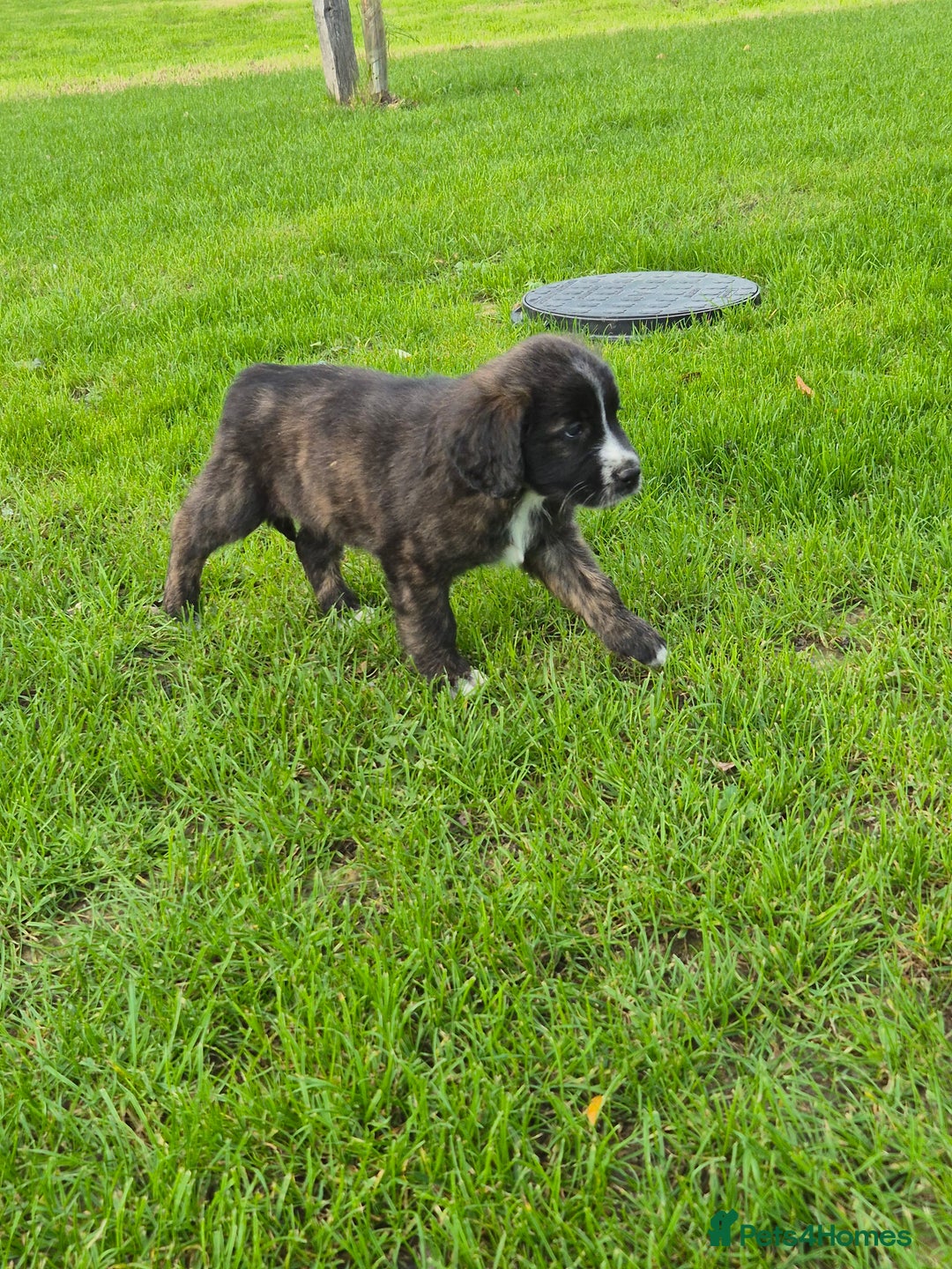 Mixed Breed dogs for sale: St Bernard Cross Puppies - Image 4