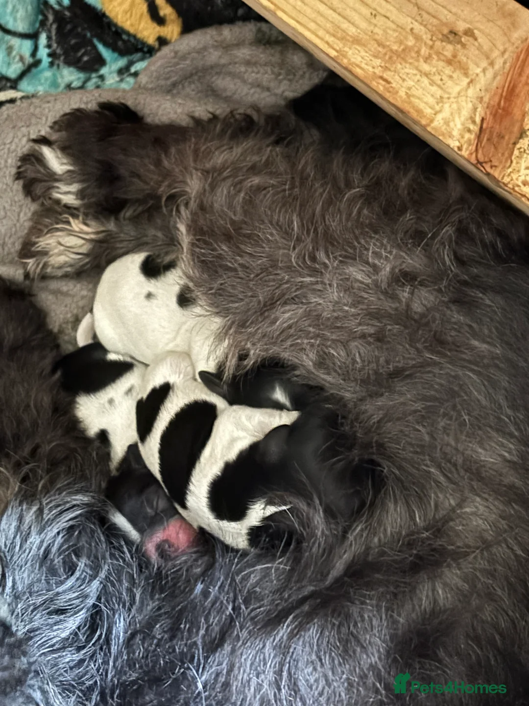 Mixed Breed dogs for sale: Mixed breed puppies  - Advert 6