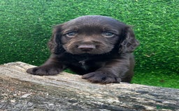 Cocker Spaniel dogs for sale: WORKING dna clear cocker spaniels  - Image 20
