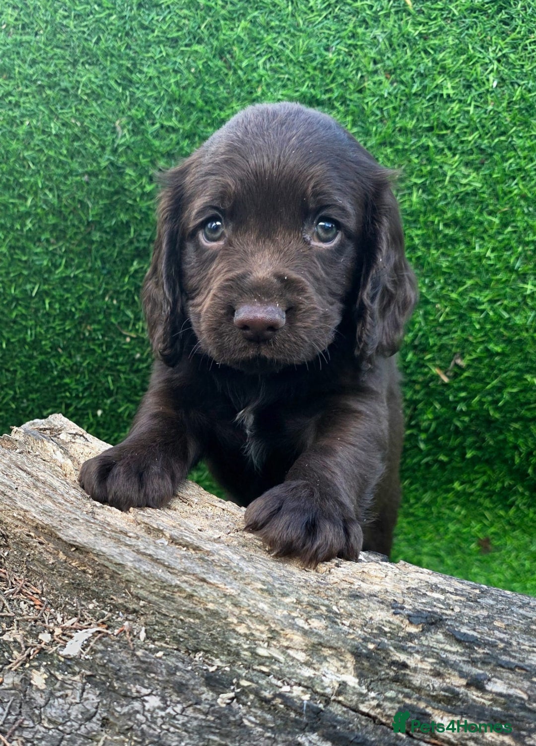 Cocker Spaniel dogs for sale: WORKING dna clear cocker spaniels  - Image 20