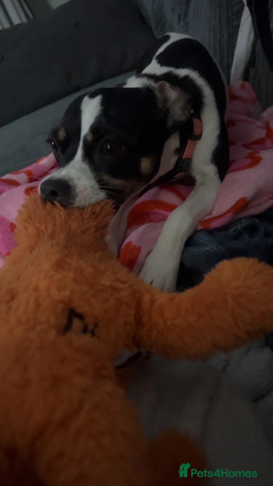 Patterdale Terrier dogs for sale: Rehoming  in Bideford - Advert 5
