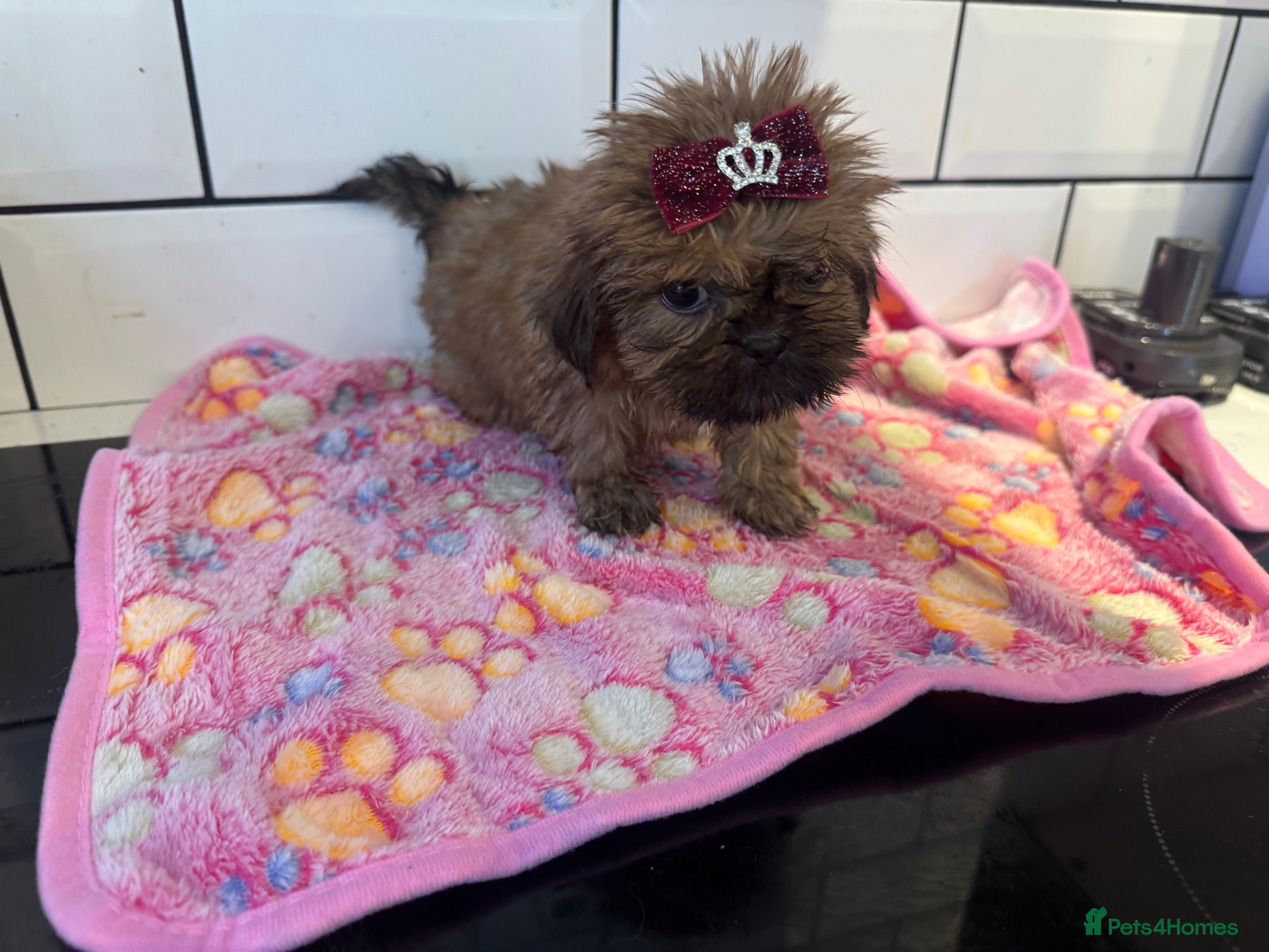 Shih Tzu dogs 4 fluffy Shih Tzu  - Advert 17