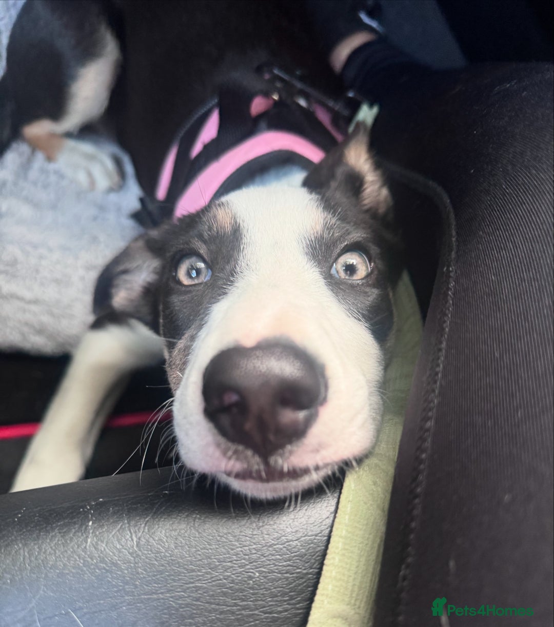 Border Collie dogs for sale: Beautiful female Border collie  - Advert 8