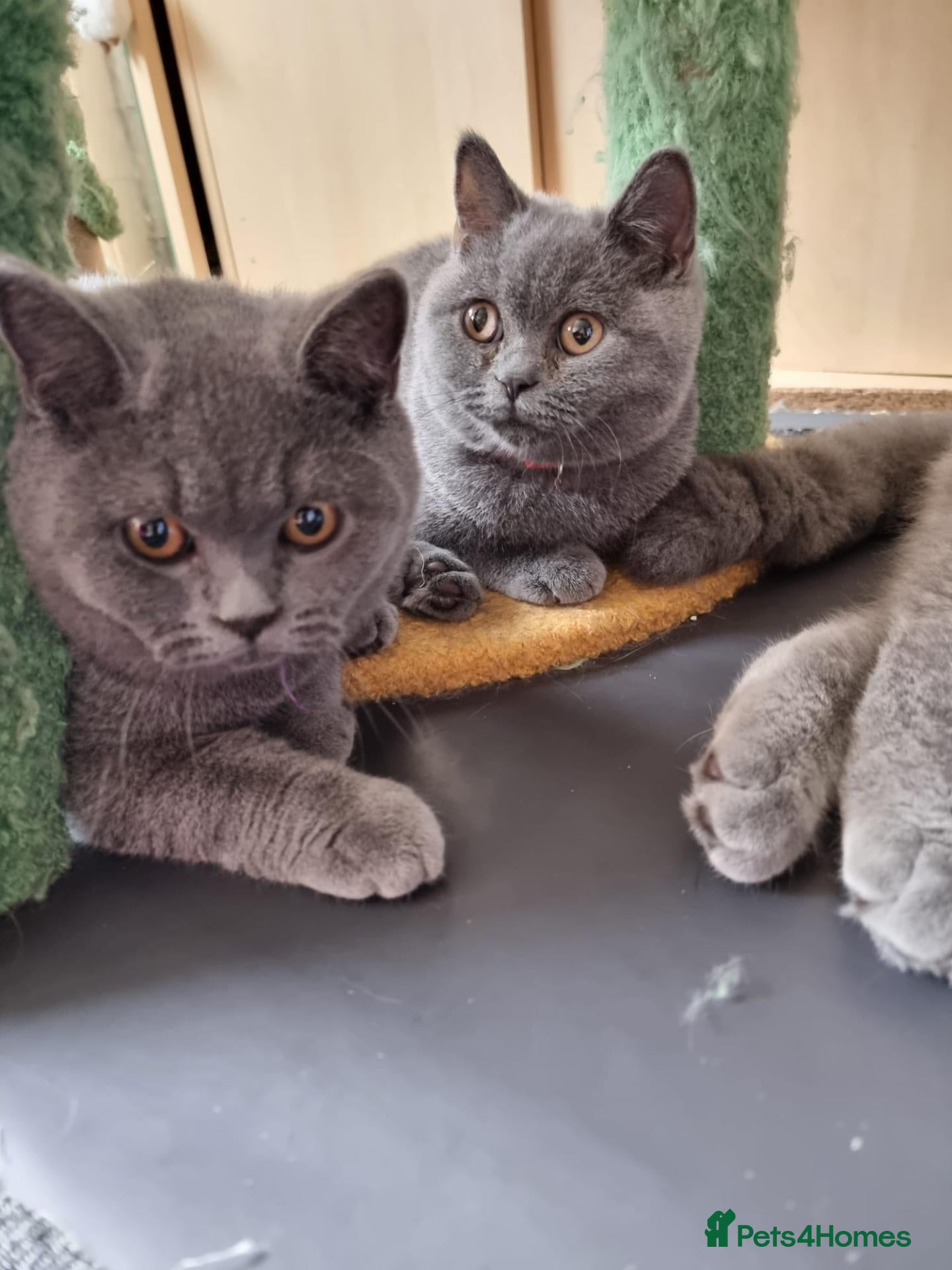 British Shorthair cats for sale: BSH GCCF Pedigree Healthy Beautiful Friendly  - Advert 1