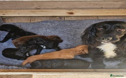Cocker Spaniel dogs for sale: Working cocker spaniel  - Image 7