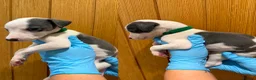 Whippet dogs for sale: STUNNING BLUE KC WHIPPETS in Houghton le Spring - Advert 8
