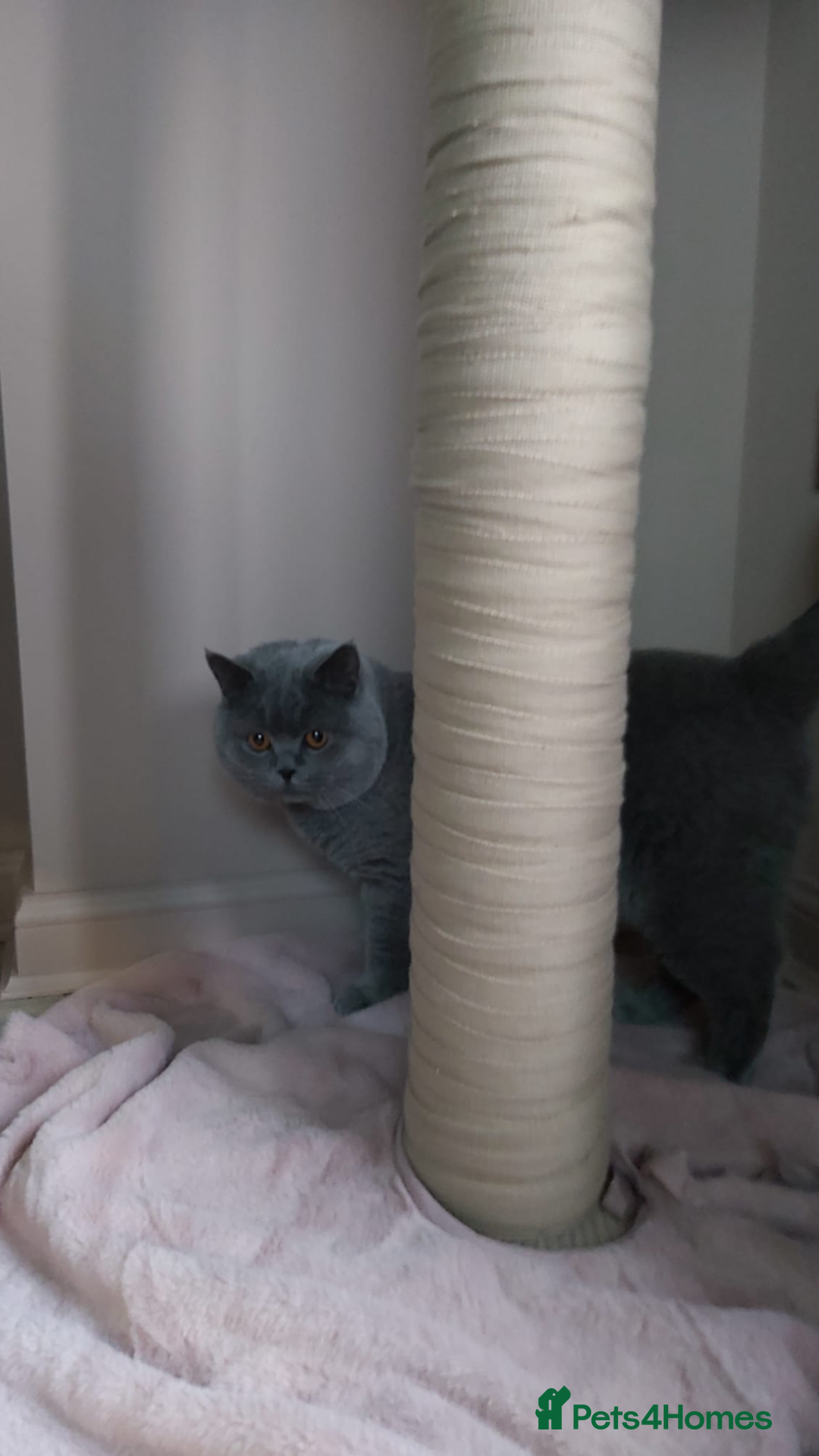 British Shorthair cats for stud: Boy for Stud Active GCCF Status  CHAMPIONSHIP in Wantage - Advert 4