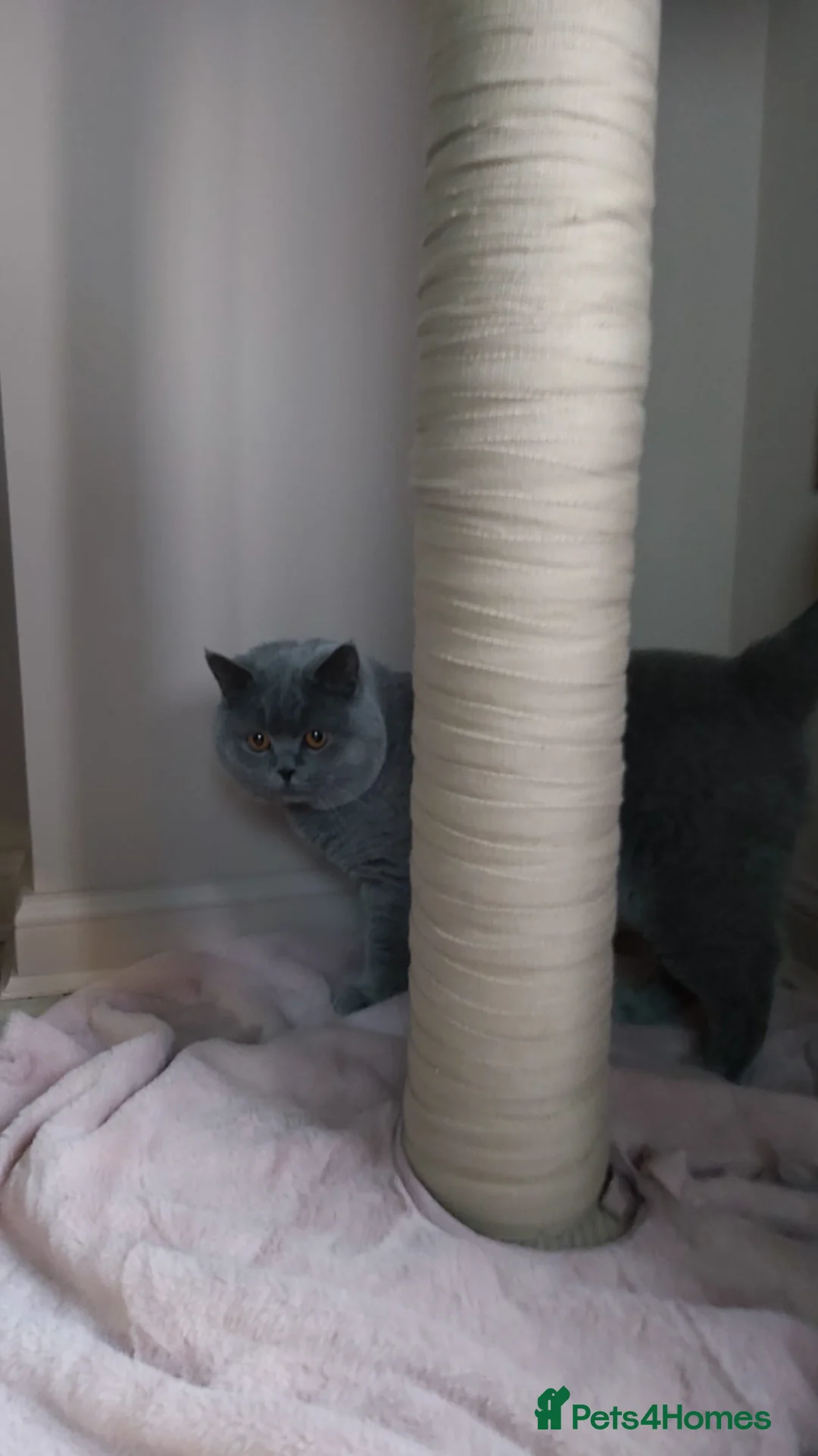 British Shorthair cats for stud: Boy for Stud Active GCCF Status  CHAMPIONSHIP in Wantage - Advert 4