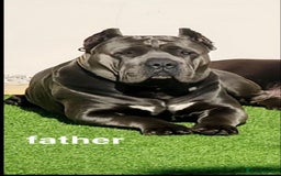 Cane Corso dogs for sale: Male cane corso - Image 7