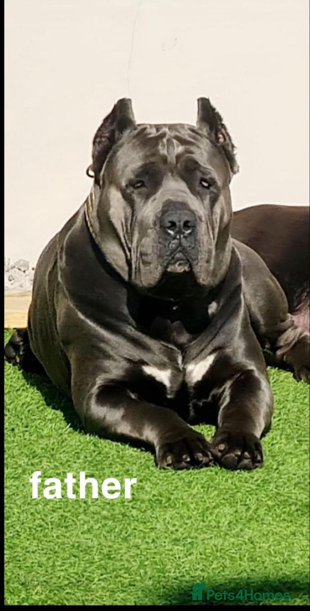 Cane Corso dogs for sale: Male cane corso - Image 7