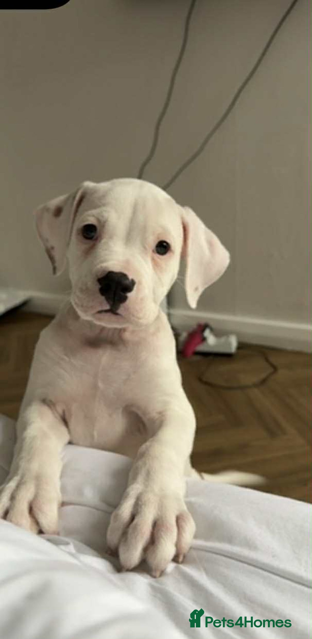 American Bulldog dogs for sale: Female American bulldog - Image 2