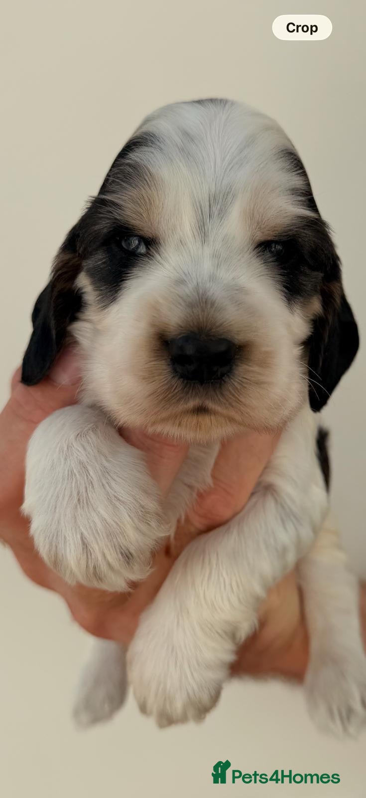 Cocker Spaniel dogs Stunning KC Show type Cocker Puppies  - Advert 2
