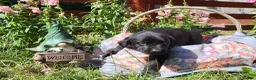 Springador dogs for sale: 6 beautiful springador Puppies fo4 sale - Advert 25