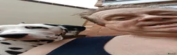 Dalmatian dogs for sale: Nila a lovely Dalmatian needs a good home in Worcester - Advert 17