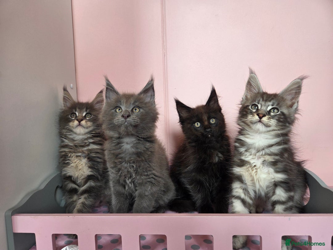 Maine Coon cats for sale: TICA REGISTERED MAINE COON KITTENS - Image 35