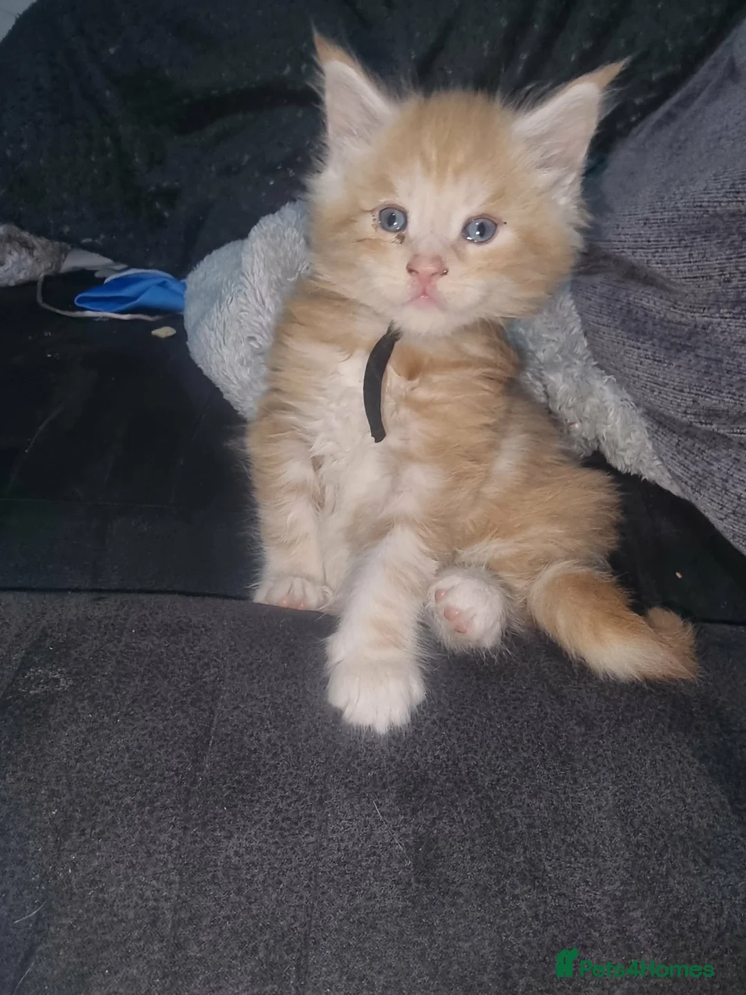 Maine Coon cats for sale: Beautiful Maine Coon Kittens available  - Advert 10