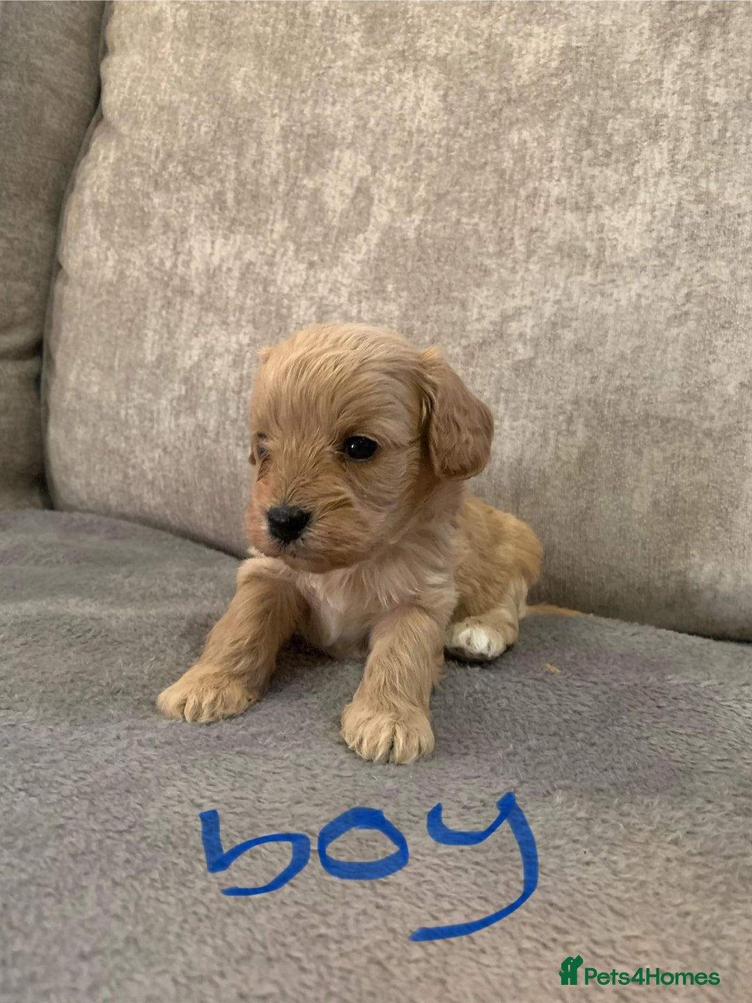 Cavapoo dogs for sale: Cavalier puppy’s  - Advert 3