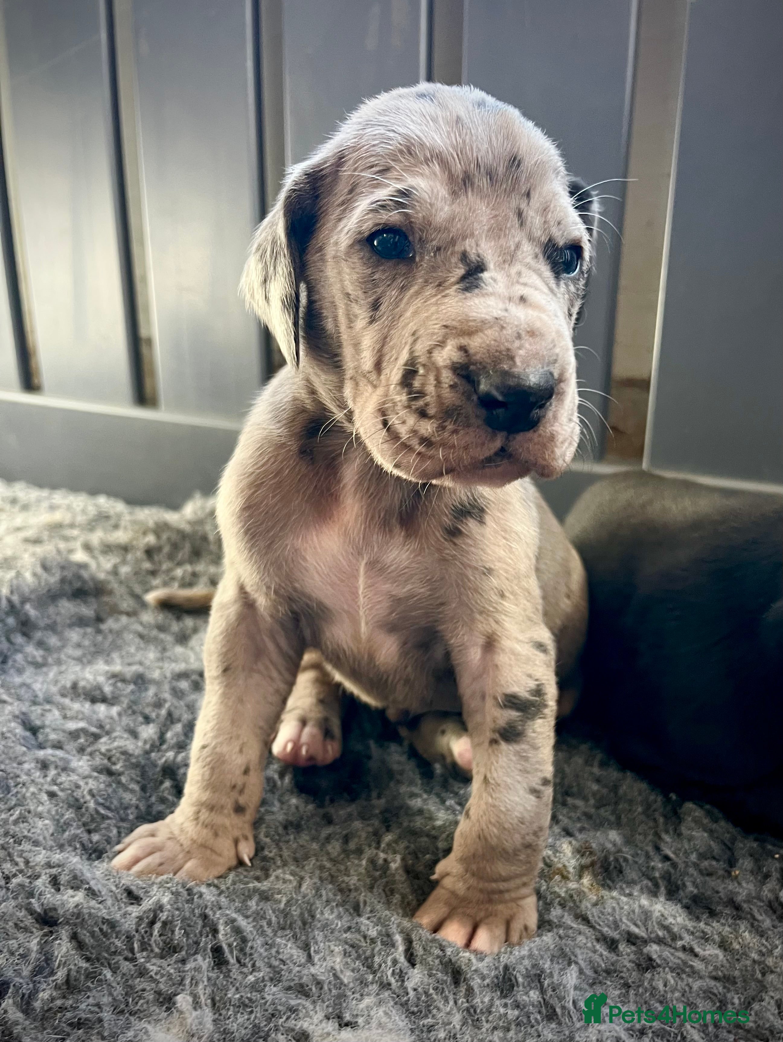 Great Dane dogs Stunning Great Dane puppies  - Advert 11