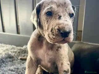 Great Dane dogs Stunning Great Dane puppies - Advert 11