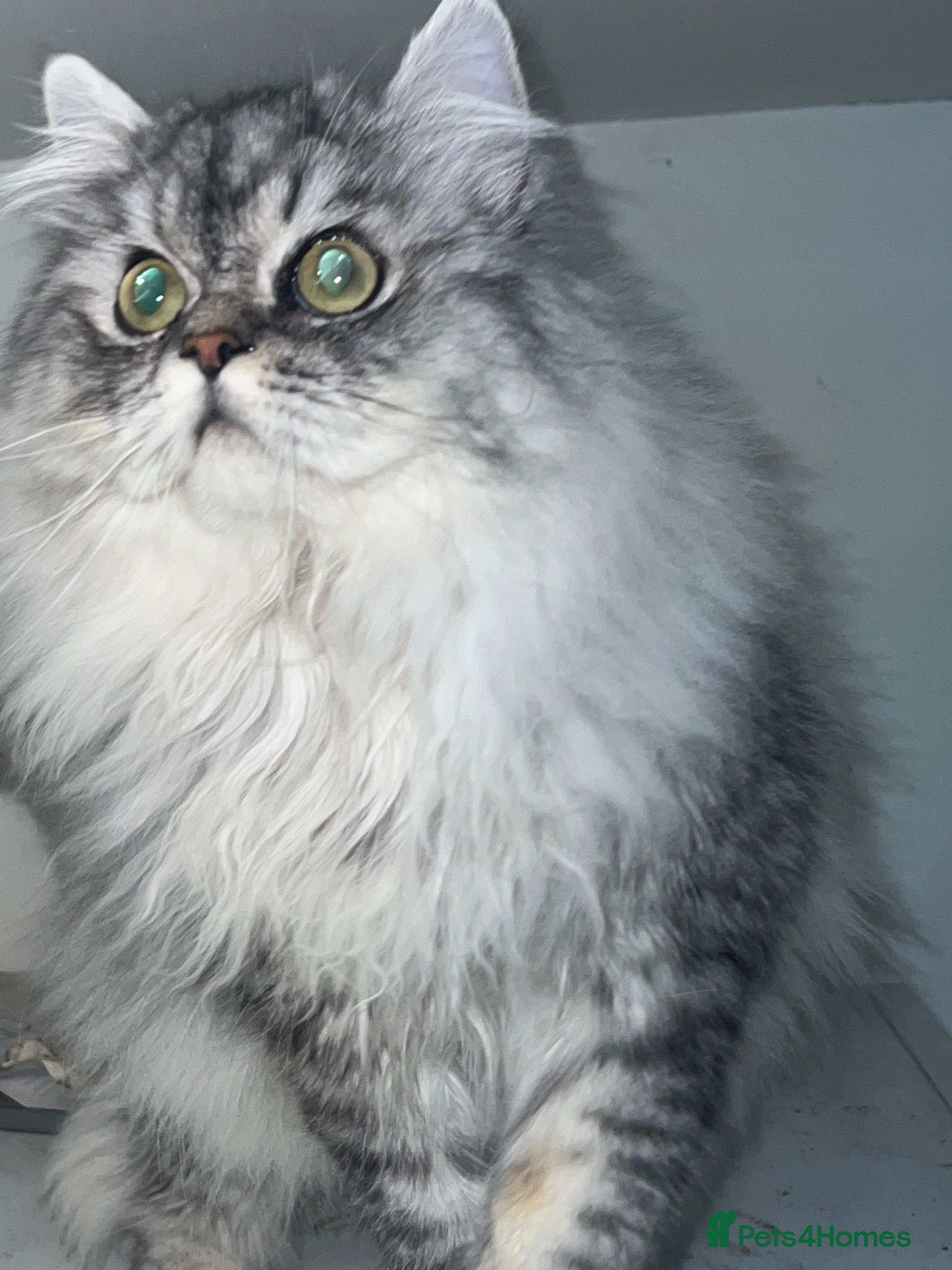 Persian cats chinchilla Persian proven stud silver tap - Advert 5