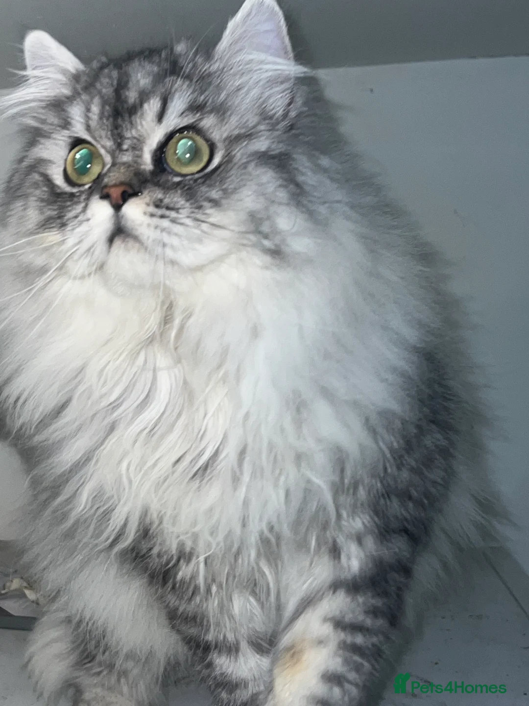 Persian cats for stud: chinchilla Persian proven stud ONLY not for sale  - Advert 5