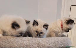 Ragdoll cats for sale: Beautiful Ragdoll kittens - Image 8