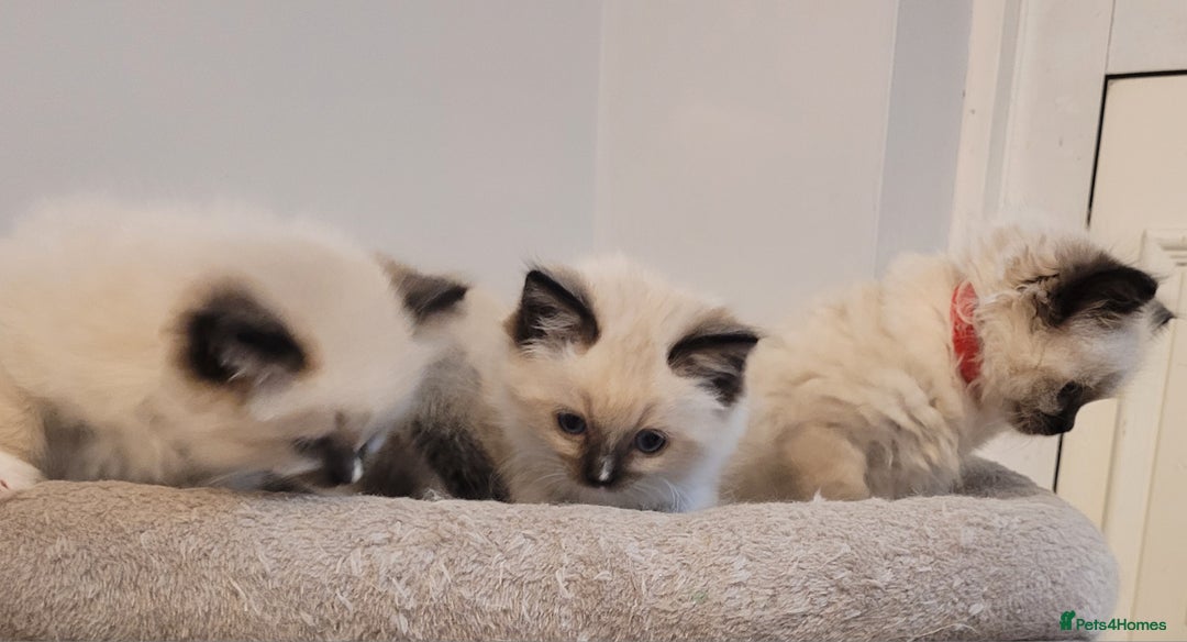 Ragdoll cats for sale: Beautiful Ragdoll kittens - Image 8