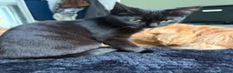 Mixed Breed cats for sale: Needs refining asap  - Advert 1