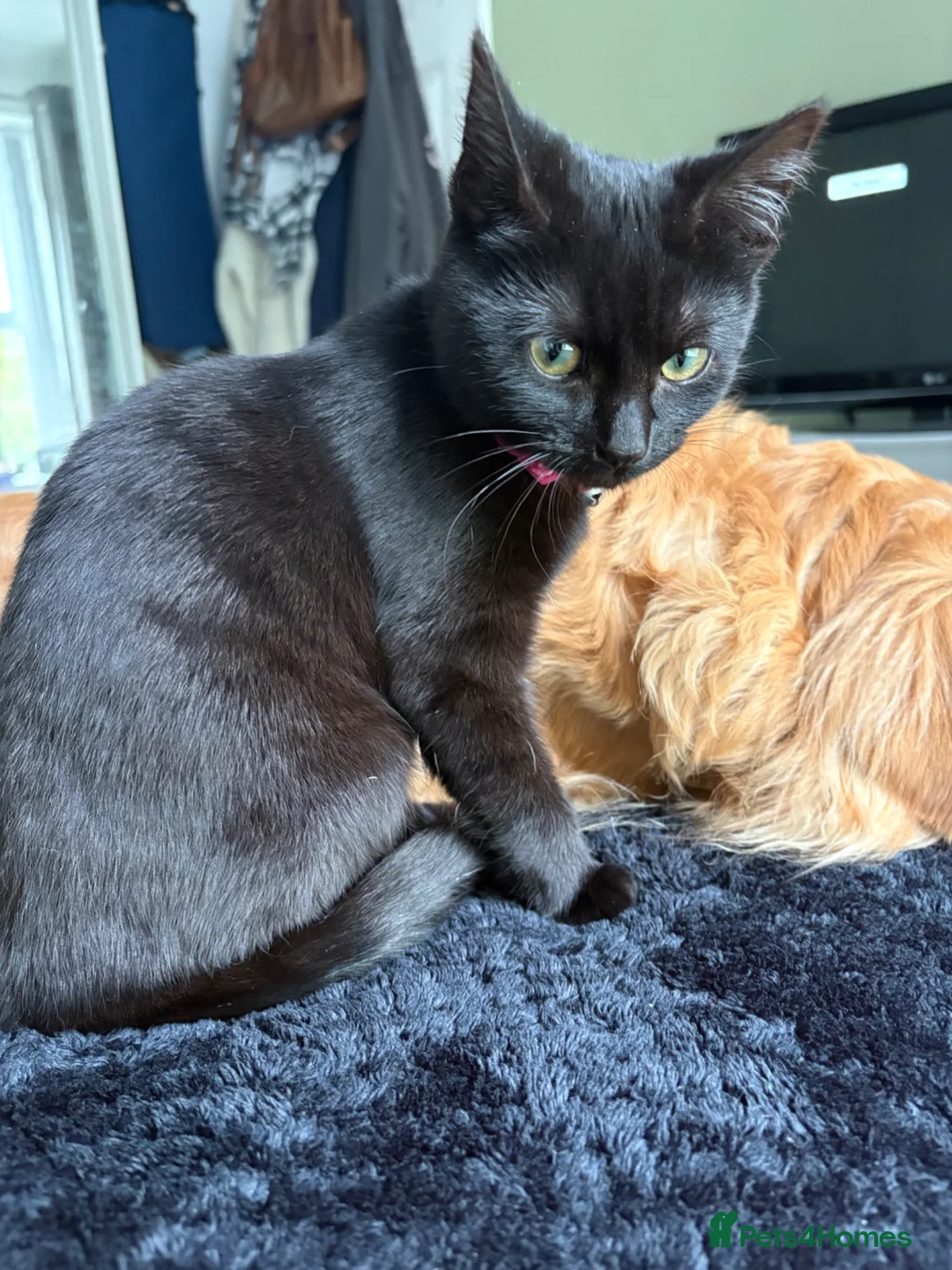 Mixed Breed cats for sale: Needs refining asap  - Advert 1