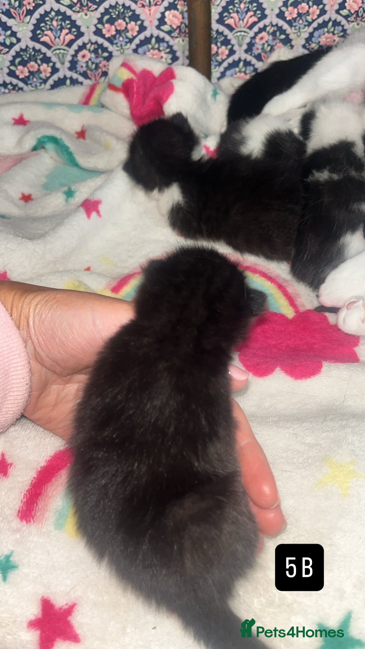 Mixed Breed cats for sale: Kittens for sale  - Advert 16