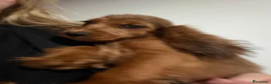 Girl Cocker Spaniel 