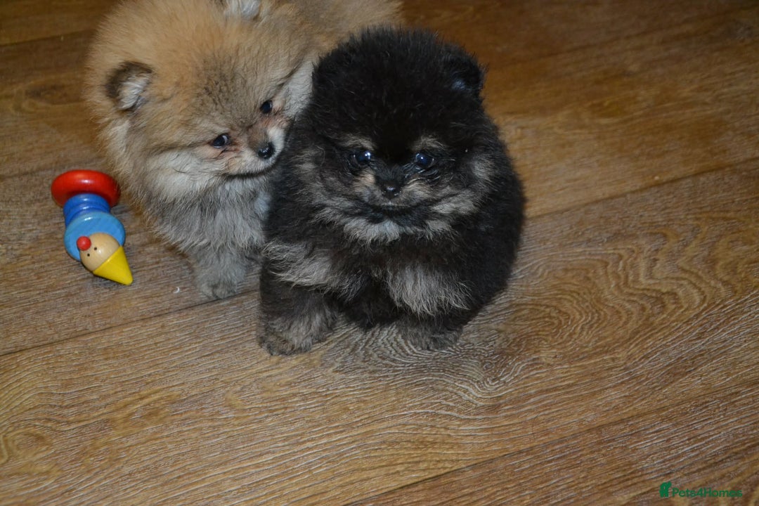 Pomeranian dogs for sale: Chocolate 😍🧸🤎✨ - Advert 8