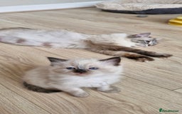 Ragdoll cats for sale: Beautiful Ragdoll Kittens.  - Image 8