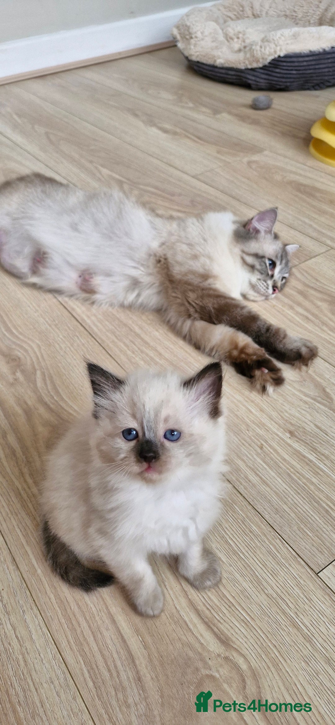 Ragdoll cats for sale: Beautiful Ragdoll Kittens.  - Image 8
