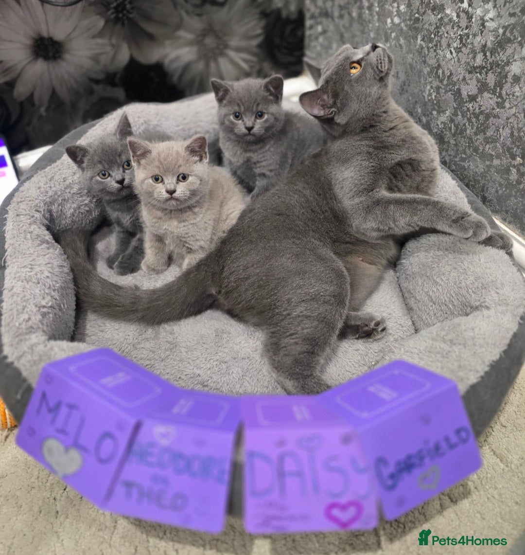 British Shorthair cats for sale: 🩷💜Beautiful British shorthair kittens 💜🩷 - Advert 7